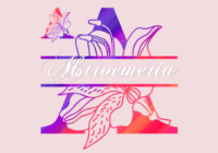 Alstroemeria Split Font - Featured Image