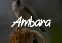 Ambara Font - Featured Image