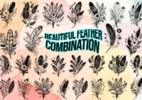 Beautiful Feather Combination Font - Featured Image