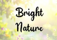 Bright Nature Font - Featured Image