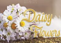 Daisy Flowers Font - Featured Image