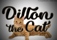 Dillon the Cat Font - Featured Image