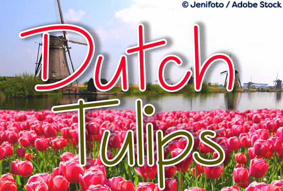 Dutch Tulips Font - Featured Image
