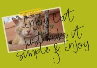 Enjoy Cat Font - Featured Image