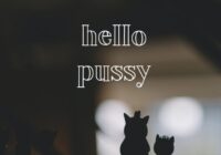 Hachi Font - Featured Image
