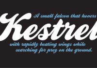 Kestrel Script Font - Featured Image