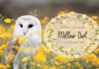 Mellow Owl Font - Featured Image