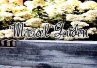 Miracel Garden Font - Featured Image