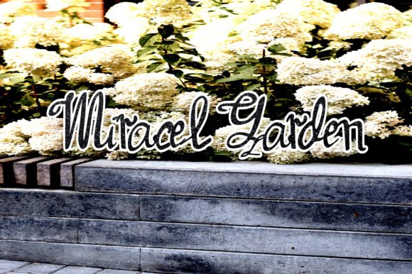 Miracel Garden Font - Featured Image