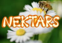Nektars Font - Featured Image