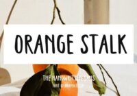 Orange Stalk Font - Featured Image