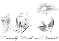 Penmanship Birds and Ornaments Font - Featured Image
