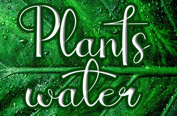 Plantswater Font - Featured Image
