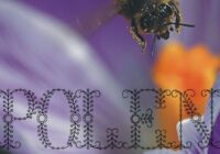 Polen Font - Featured Image