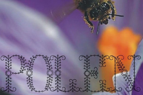Polen Font - Featured Image
