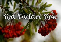 Red Guelder Rose Font - Featured Image