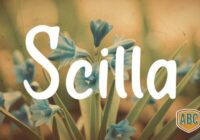 Scilla Font - Featured Image