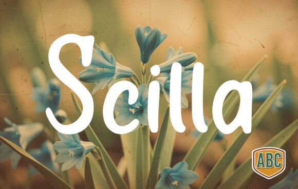 Scilla Font - Featured Image